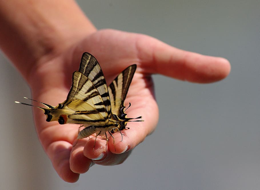 two, brown, butterflies, person, hand, animals, wings, insect, human hand, human body part