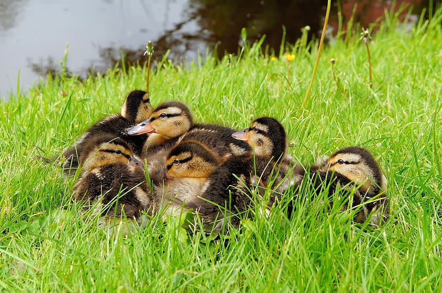 yellow-and-black ducklings, grass field, ducks, chicks, small, fluff ...