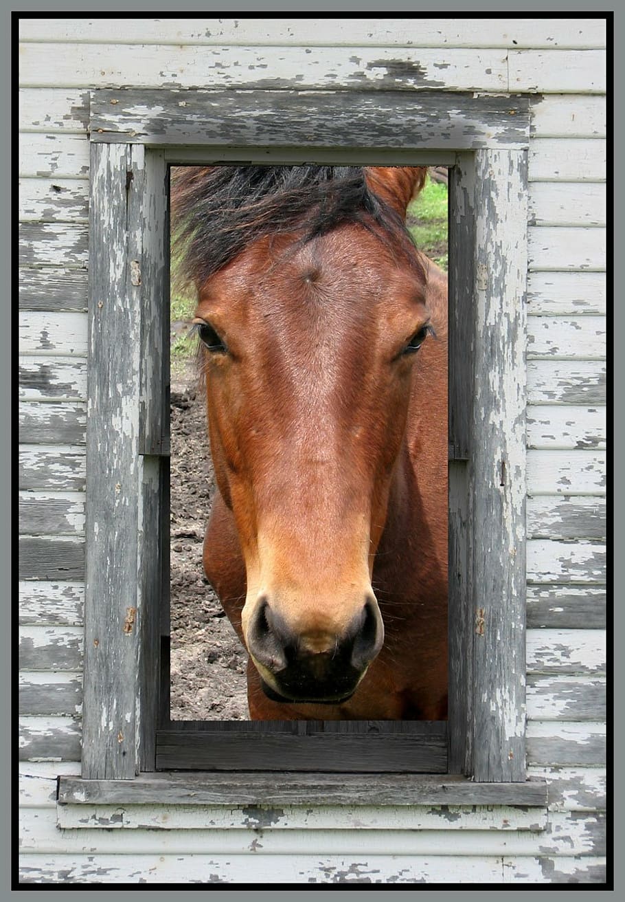 horse, horse barn, horse stable, horse ranch, equine, livestock, domestic, one animal, animal, pets