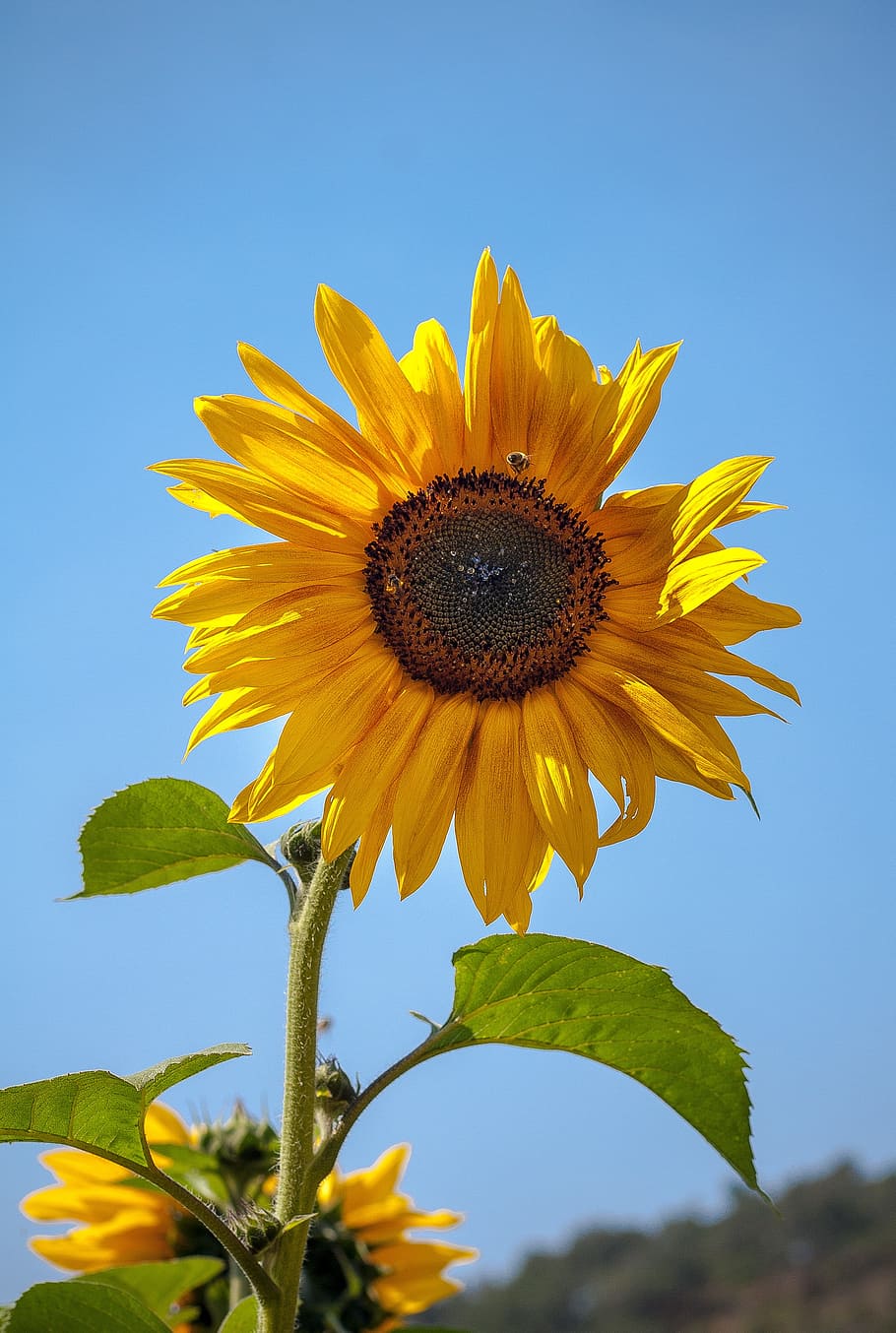Sunflower, Field, Yellow, Flower, Nature, summer, happy, sun, sunflower field, agriculture