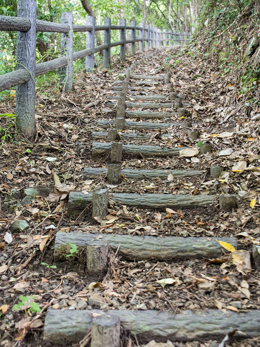escadas, caminhadas, bosques, paisagem, montanha, estrada, madeira, gradualmente, subir, verde