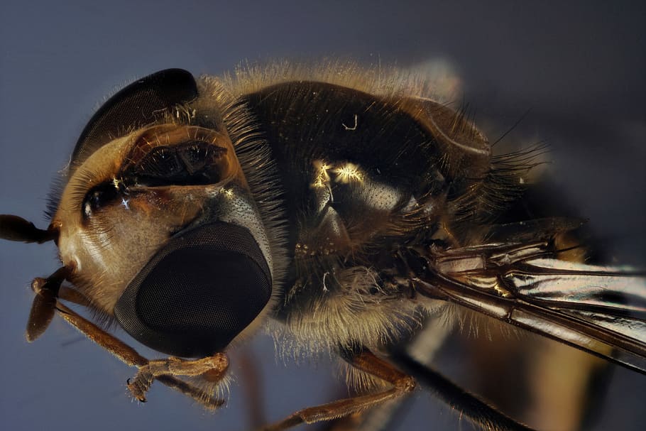 hover fly, compound, fly, close up, insect, macro, fly eye, macro photography, insect photo, compound eyes