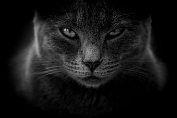 Selective focus shot of a gray cat with an angry cat face with a