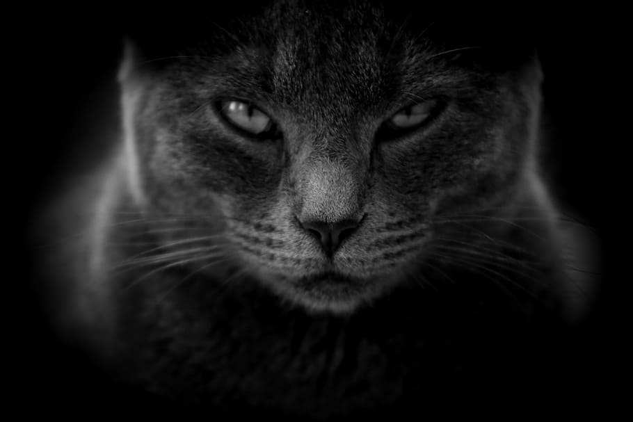 grayscale photography, cat, moody, angry, close up, black and white, cat eyes, grey cat, meme, funny