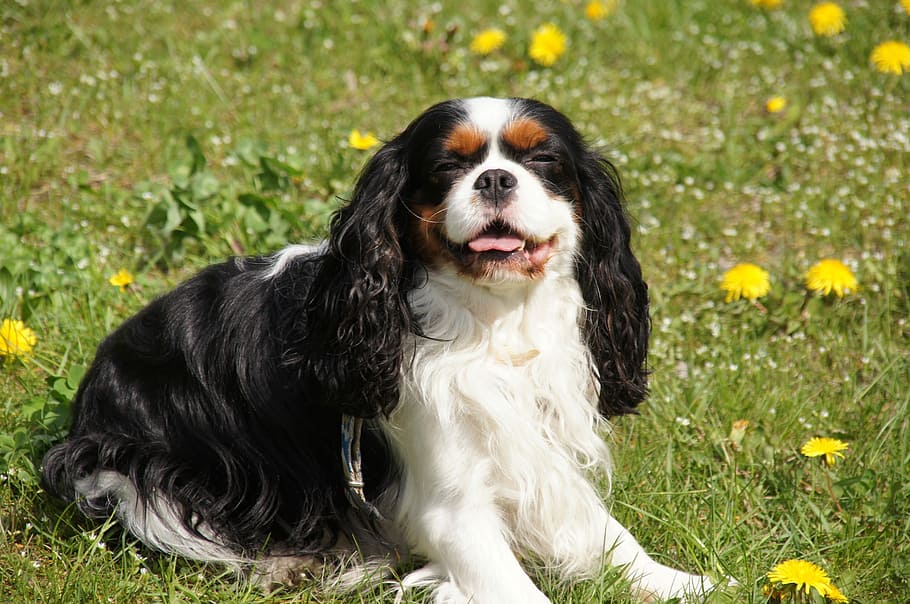adult, tricolor, cavalier, king charles spaniel, grass field, Dog, Cavalier, Spaniel, dog cavalier, spaniel, breed dogs
