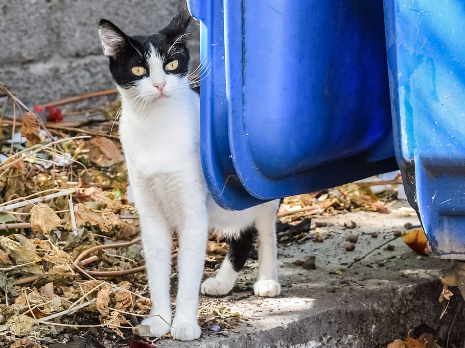 cat, stray, tramp, animal, homeless, street, looking, curious, garbage, domestic