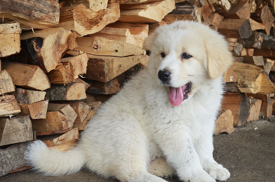putih, anjing, duduk, kayu bakar, lucu, anak anjing, anak anjing yang lucu, menggemaskan, hewan, hewan peliharaan