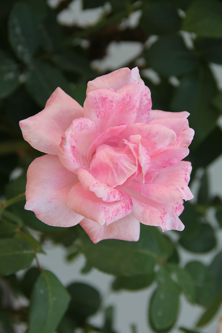 rosa rosa, parque, jardín, flora, naturaleza, fábrica, pétalos, beaury, registro, romántico
