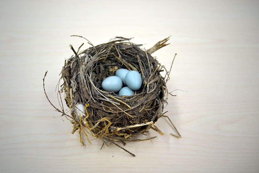 grey, nest, eggs, bird, robin, thrush, saving, save for later, build, buildup