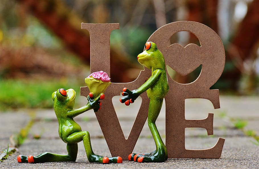 i beg your pardon, marriage proposal, excuse me, frog, sweet, cute, funny, flowers, knee, gift