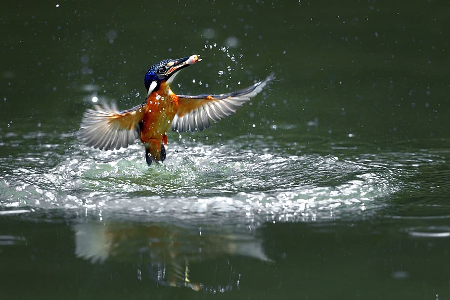 kingfishers prey, sank, fortune-telling, fish, kingfisher predator, bird, kingfisher, water, animal themes, animal