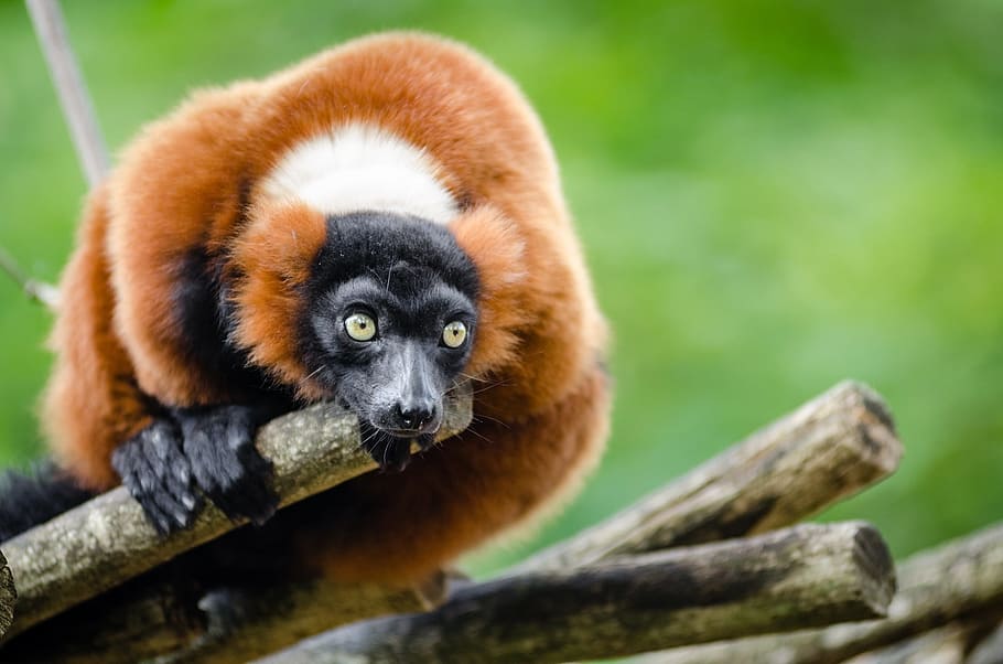 red ruffed lemur, wildlife, madagascar, nature, portrait, perched, looking, exotic, rainforest, primate