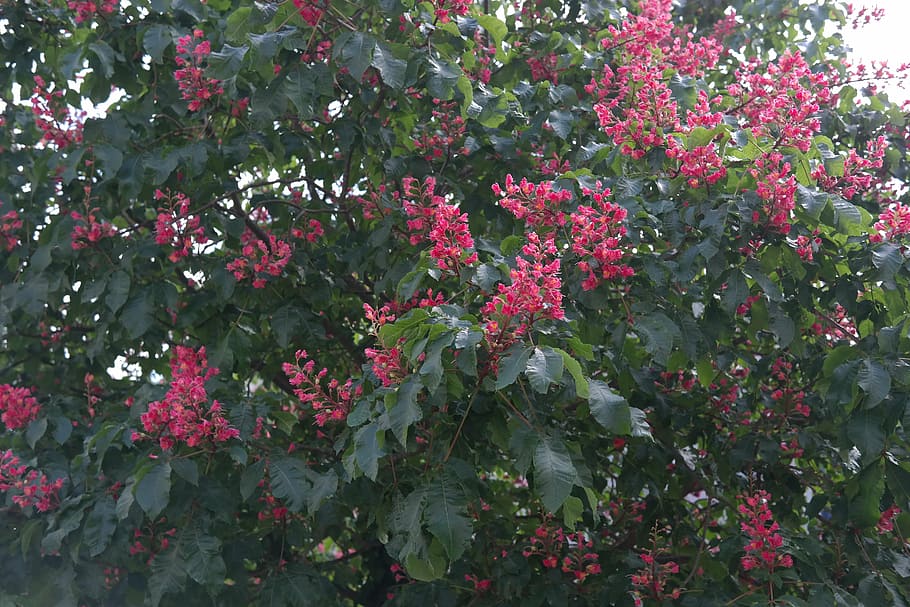 red buckeye, inflorescence, chestnut tree, tree, chestnut, flesh red horse chestnut, red flowering buckeye, buckeye, blossom, bloom
