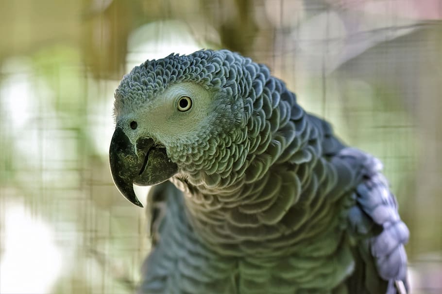 african grey parrot, parrot, bird, plumage, grey, bill, animal portrait, one animal, animal themes, animal