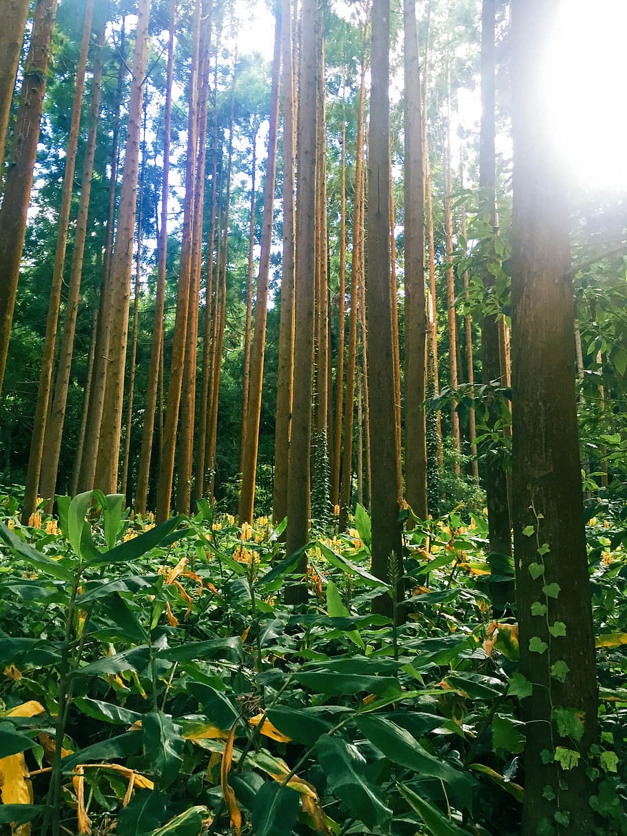 Forrest, Flowers, Trees, green, flowers, trees, forest, nature, tree, bamboo - Plant, green Color