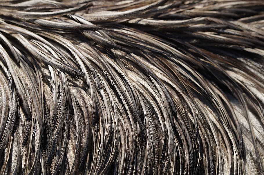 emu feathers, emu, feather, spring dress, close, bird, full frame, close-up, backgrounds, pattern