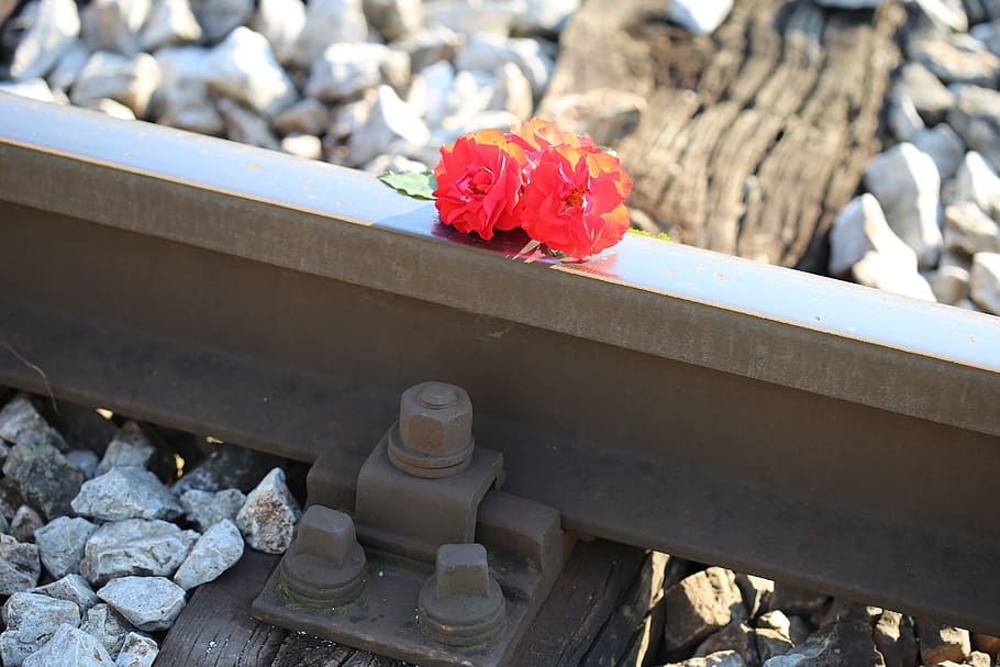 rosas rojas en ferrocarril, accidente de tren, conducir con cuidado, tragedia, vidas perdidas, cruce de ferrocarril, Flor, planta floreciendo, planta, rojo