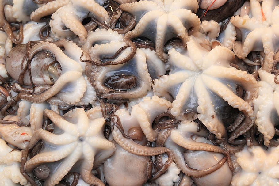 octopus lot, italy, octopus, naples, food, vendor, seafood, market, squid, food and drink