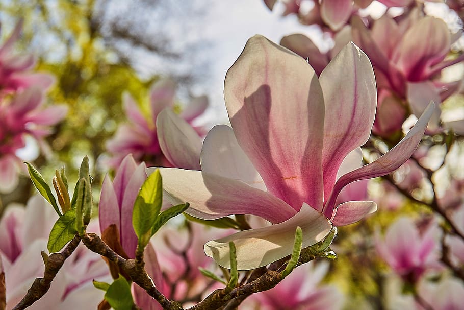 tulip magnolia, magnolia × soulangeana, magnolia, magnolia blossom, dekat, mekar, warna merah muda, putih, magnoliengewaechs, yulan magnolia