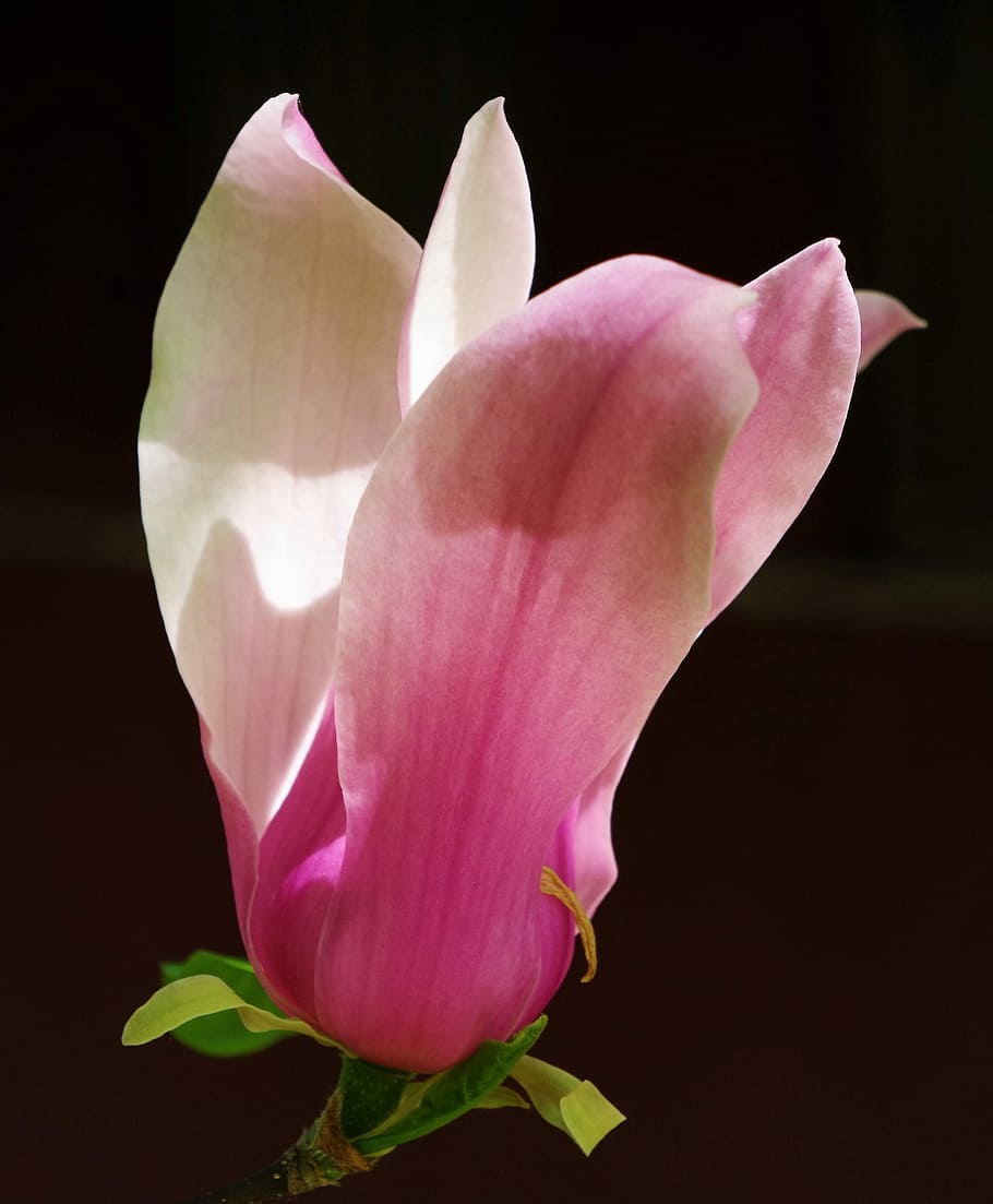flower, pink flower, magnolia, flowering plant, petal, beauty in nature, vulnerability, fragility, plant, pink color