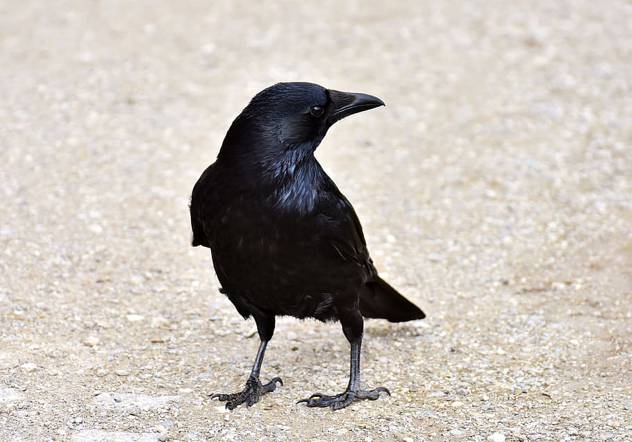cuervo en tierra, cuervo común, cuervo, pájaro cuervo, animal, naturaleza, pluma, negro, pájaro, color negro