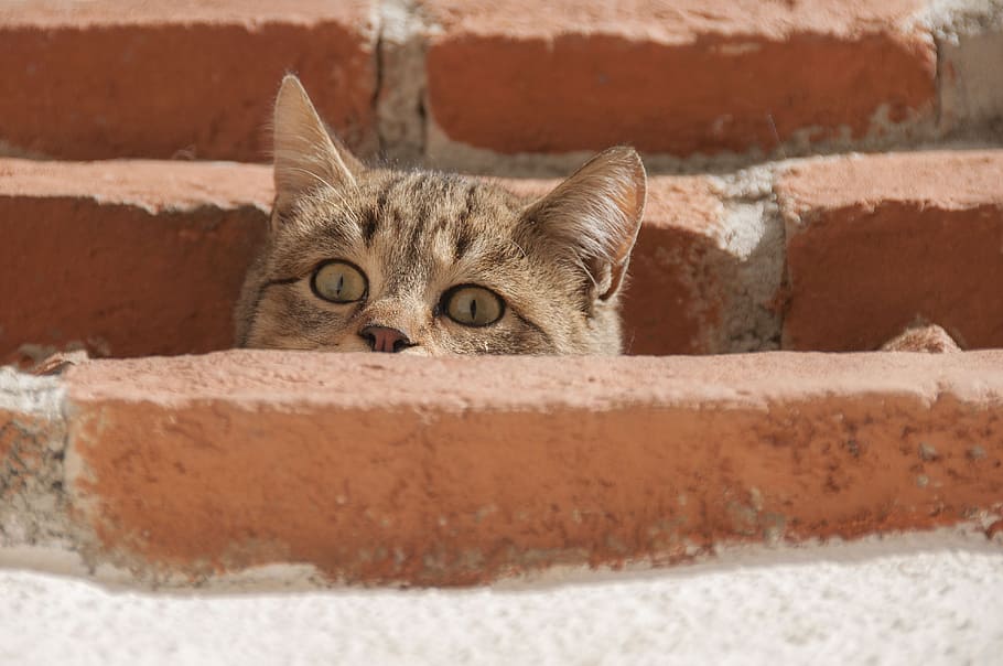 merapatkan, foto, coklat, kucing, di samping, beton, batu bata, ingin tahu, kucing muda, mata kucing