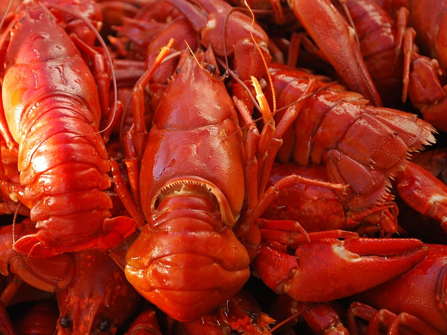 crayfish, food, seafood, claw, fresh, food and drink, freshness, wellbeing, healthy eating, full frame