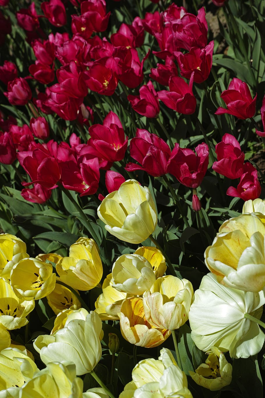 Tulips, Flower, Nature, flowers, red, plant, beautiful, spring, macro, garden