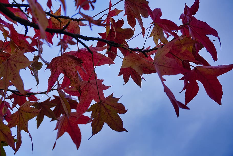 autumn, leaves, tree, aesthetic, nature, mood, fall foliage, fall leaves, landscape, colorful