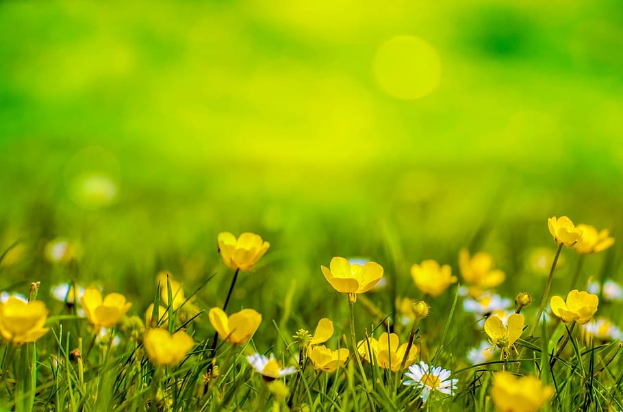 superficial, enfoque de fotografía, amarillo, campo de flores, primavera, fondo, flor, campo, prado, pascua