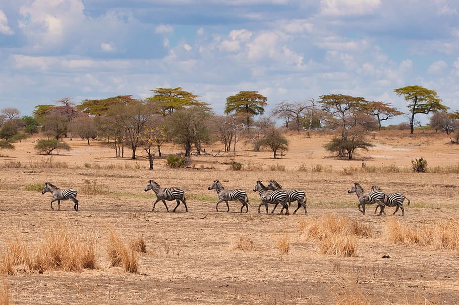 zebra, africa, wildlife, safari, nature, wild, savanna, outdoors, tanzania, mammal