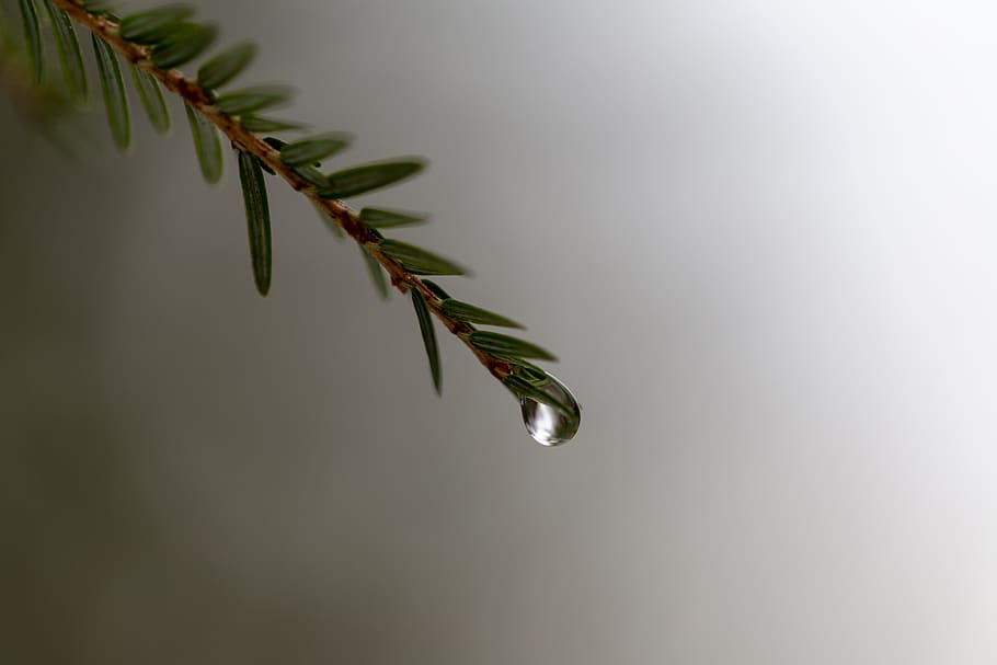 tree, branch, droplet, rain, water, macro, close up, nature, outdoors, forest