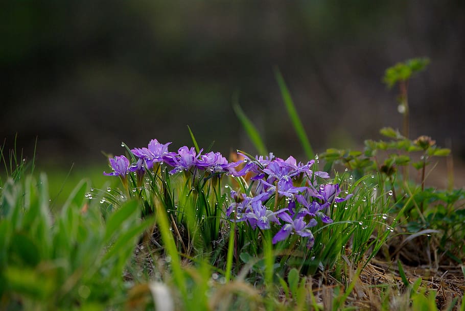 purple, petaled flowers, green, grass, nature, flowers, plants, outdoors, leaf, morning dew