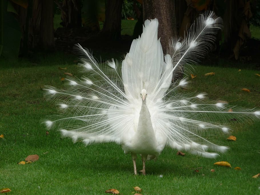selective, ficus photography, white, peacock, white bird, china, beautiful bird, travel, gardens, peacock feather