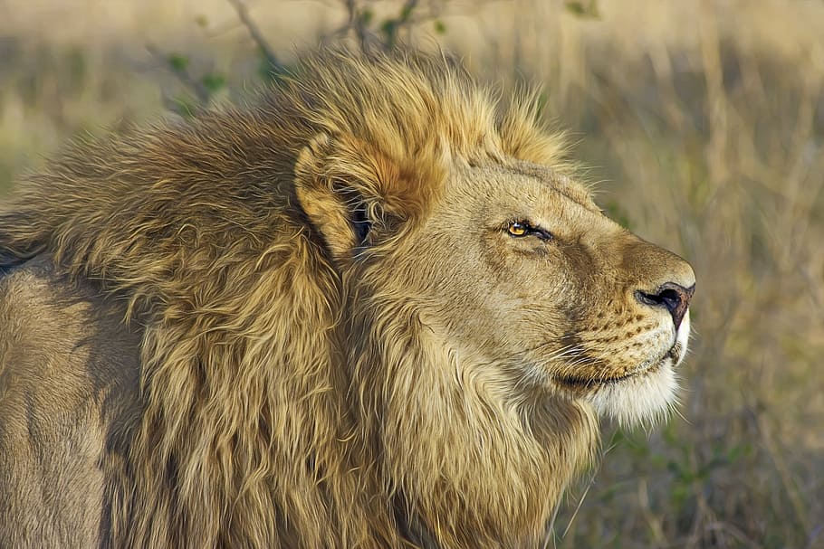 close, brown, lion, grass field, big cat, predator, safari, wilderness, wildlife, botswana