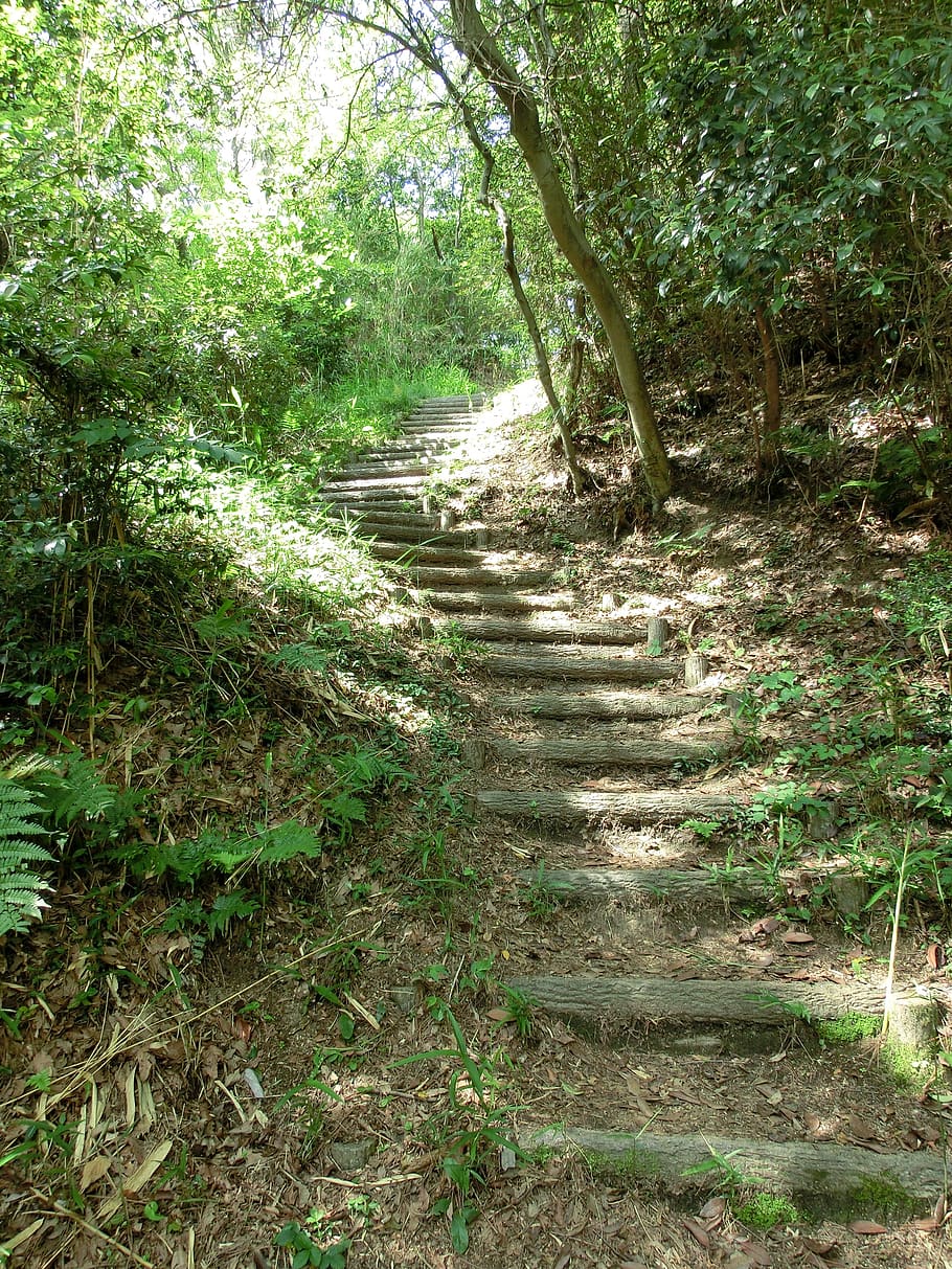 escadas, floresta, escada, passo, andar, caminho, natureza, montanha, verde, árvore
