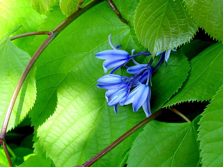 bluebell, flower, blue, leaf, green, nature, green leaves, plant part, beauty in nature, flowering plant