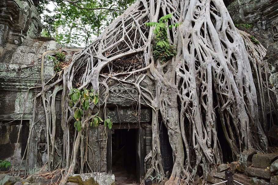 ruínas, raízes da árvore, templos, camboja, religiosa, estátua, religião, árvore, raízes Templo de Prohm, arruinado