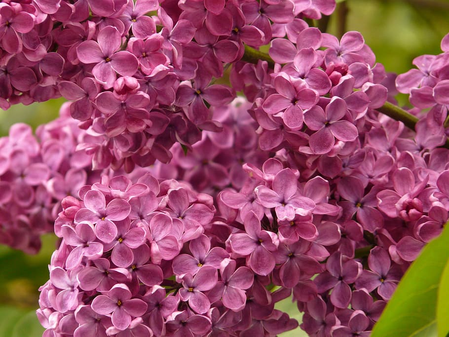 lilac, common lilac, ornamental shrub, bush, plant, violet, blossom, bloom, flower, flowering plant