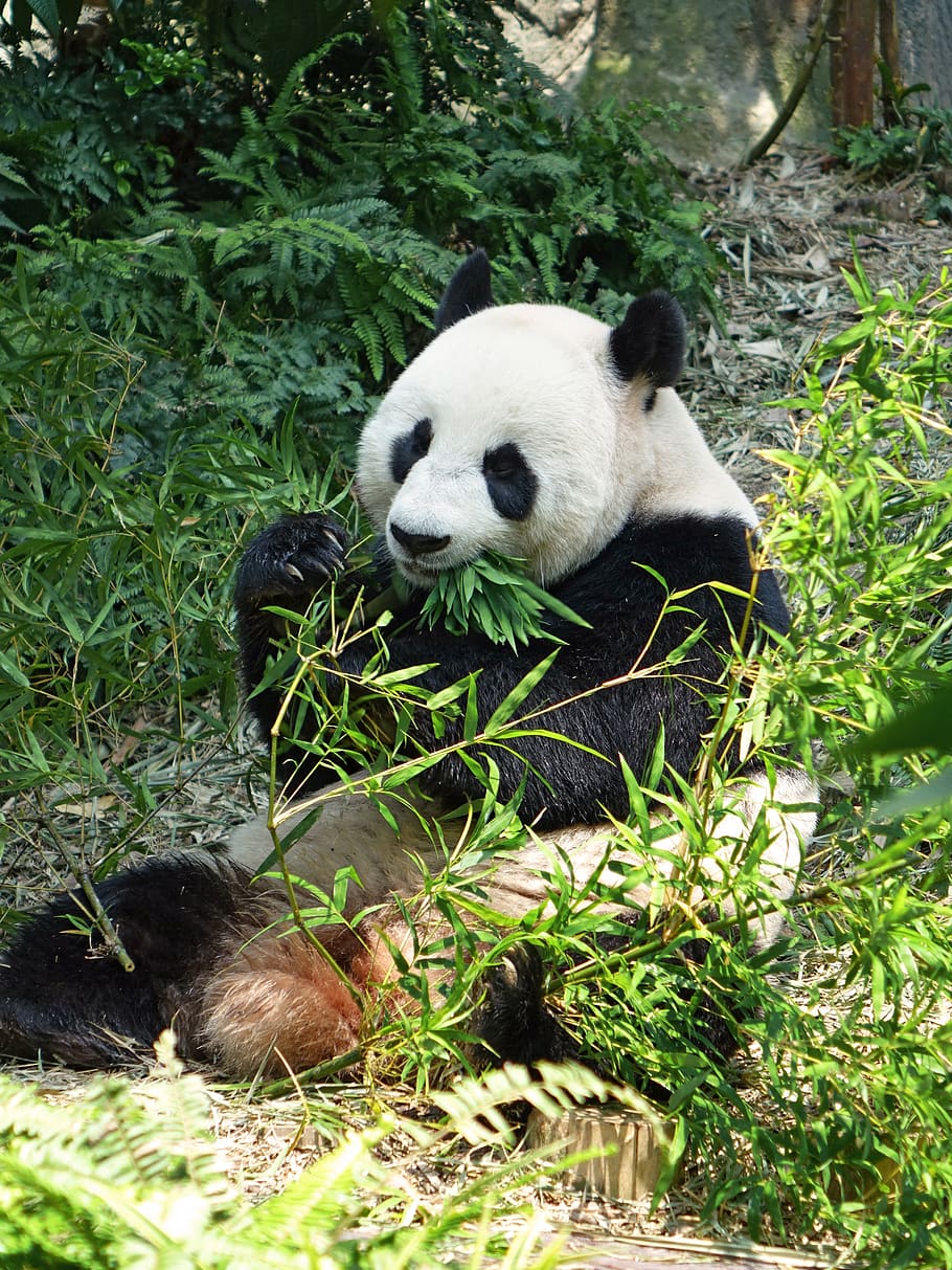 panda, em extinção, raro, protegido, bambu, tesouro nacional, zoológico, vida selvagem, conservação, jia jia