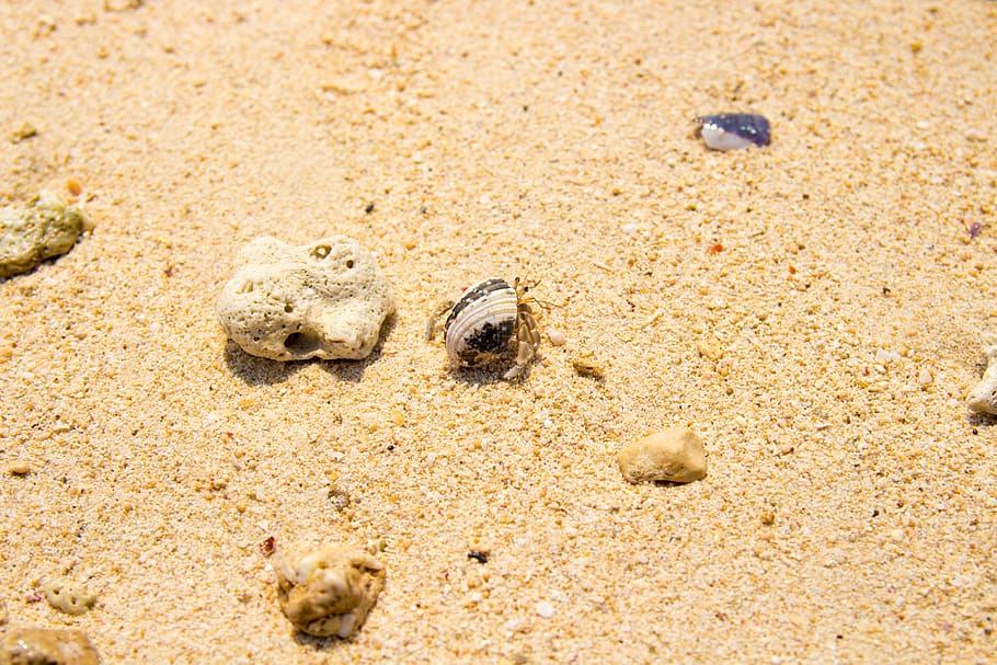 sand, beach, crab, hermit, shell, animal, sea, water, summer, ocean