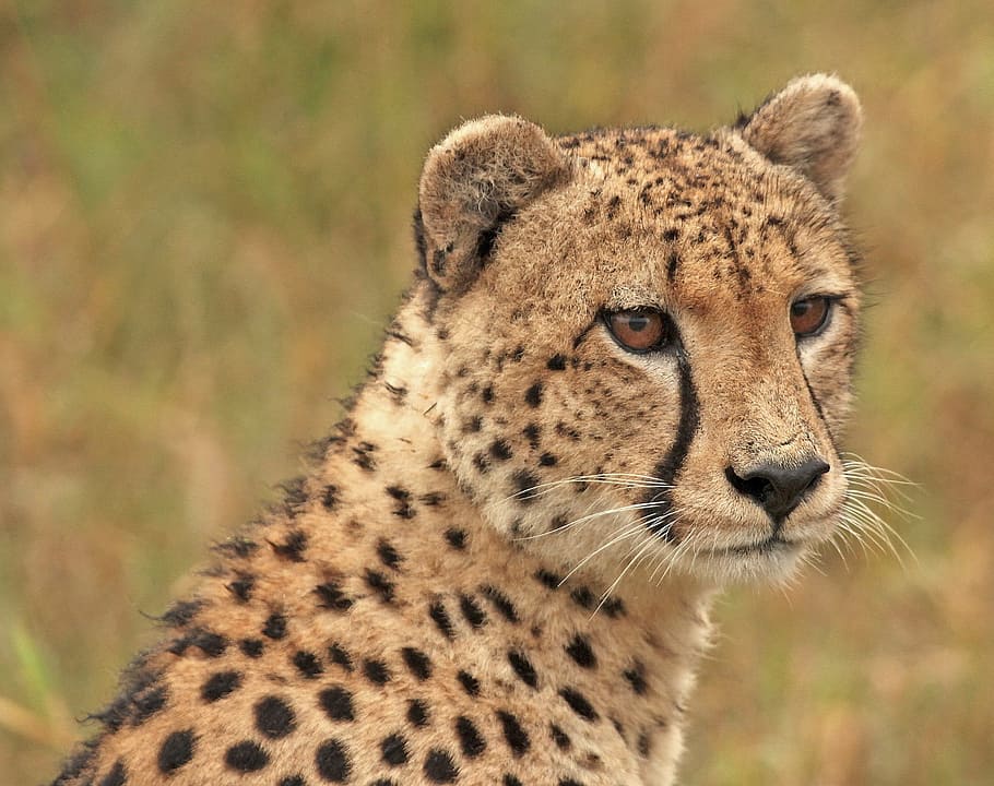 brown, black, Cheetah, cheetah head, wildlife, carnivore, undomesticated Cat, africa, animal, animals In The Wild