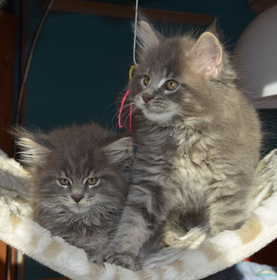 two, gray, cats, hammock, persian, cat, grey fur, pets, kitten, fluffy