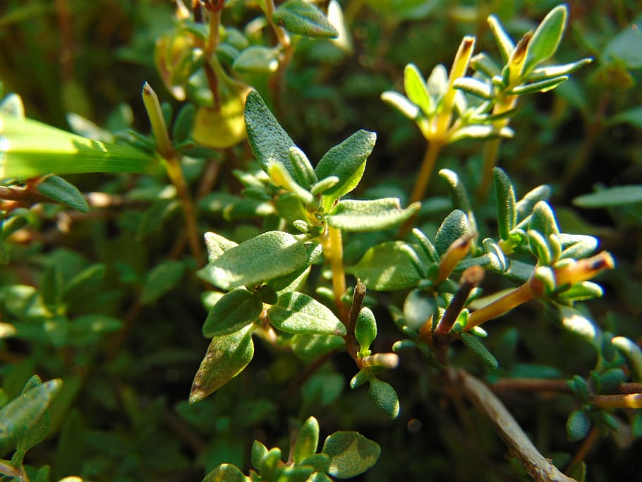 shallow, focus photo, green, plants, thyme, spice, plant, herb, growth, plant part
