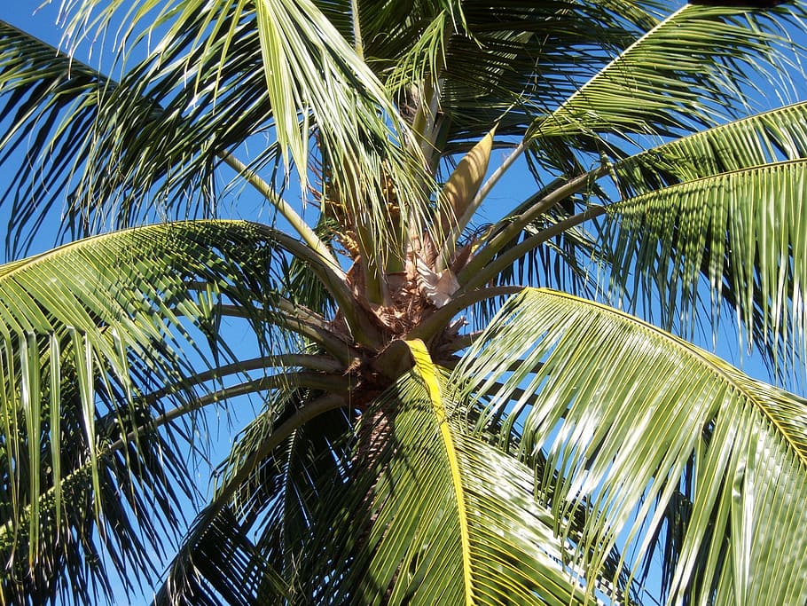 green palm tree, coconut tree, caribbean, blue sky, palm, frond, nature, holiday, holiday paradise, jamaica