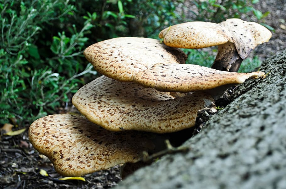 Polypores, Bacteria, Bark, Botany, big, bracket fungus, chinese, clades, cluster, conk