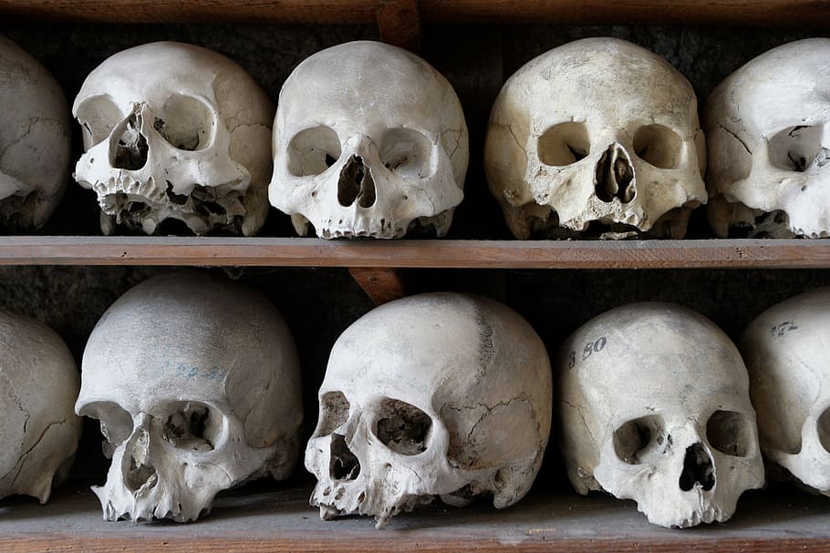 white, human, skull decors, wooden, shelf, skull, frame, bone, cranium, anatomy