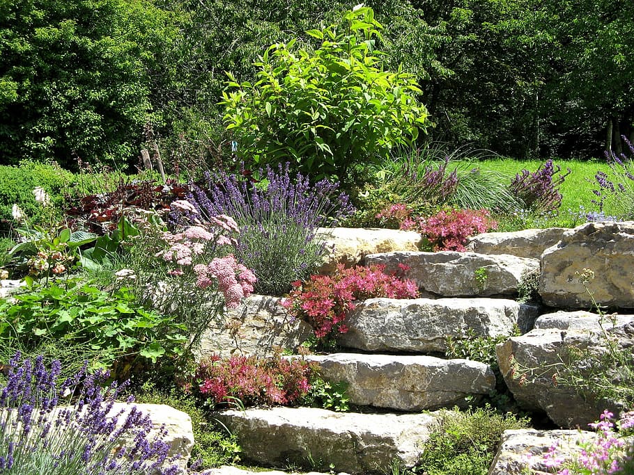 rocas, flores, jardín, naturaleza, jardín de piedra, planta, wurz de piedra, suculento, houseleek, flor