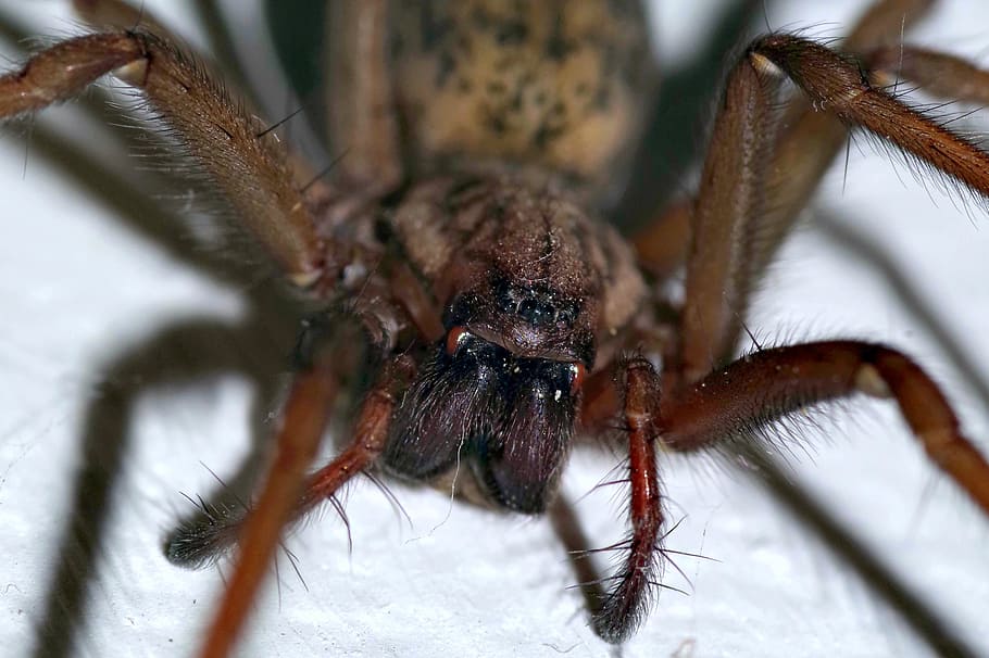 spider, tegenaria domestica, terrible, arachnophobia, frightening, arachnid, insect, cobweb, ugly, hotel