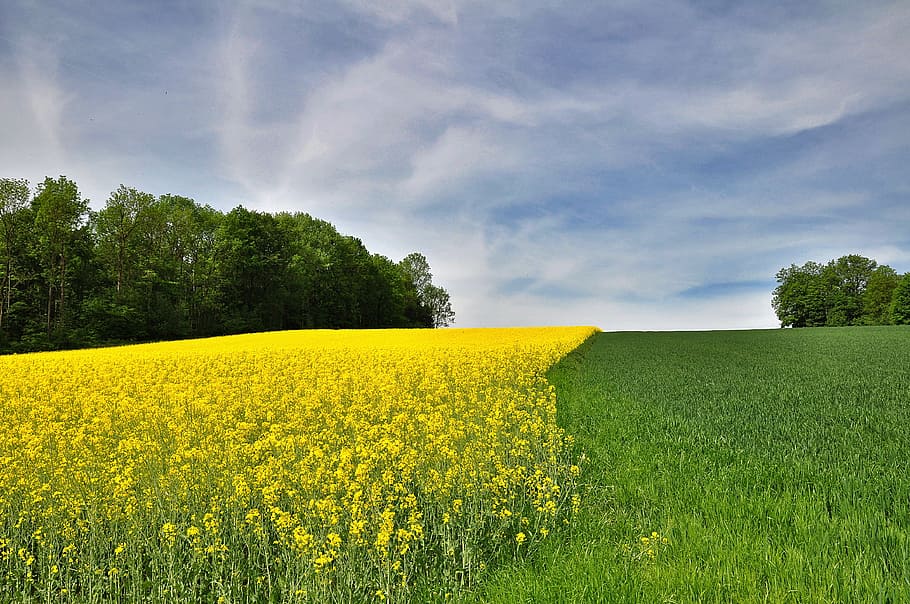 nature, landscape, field, field of rapeseeds, blooming rape field, spring, contrast, sky, yellow, green